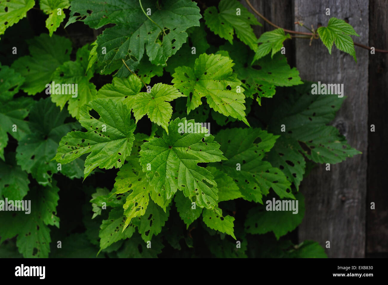 die Hopfen Blätter gegessen von Raupen in der Nähe von einem alten Zaun Stockfoto