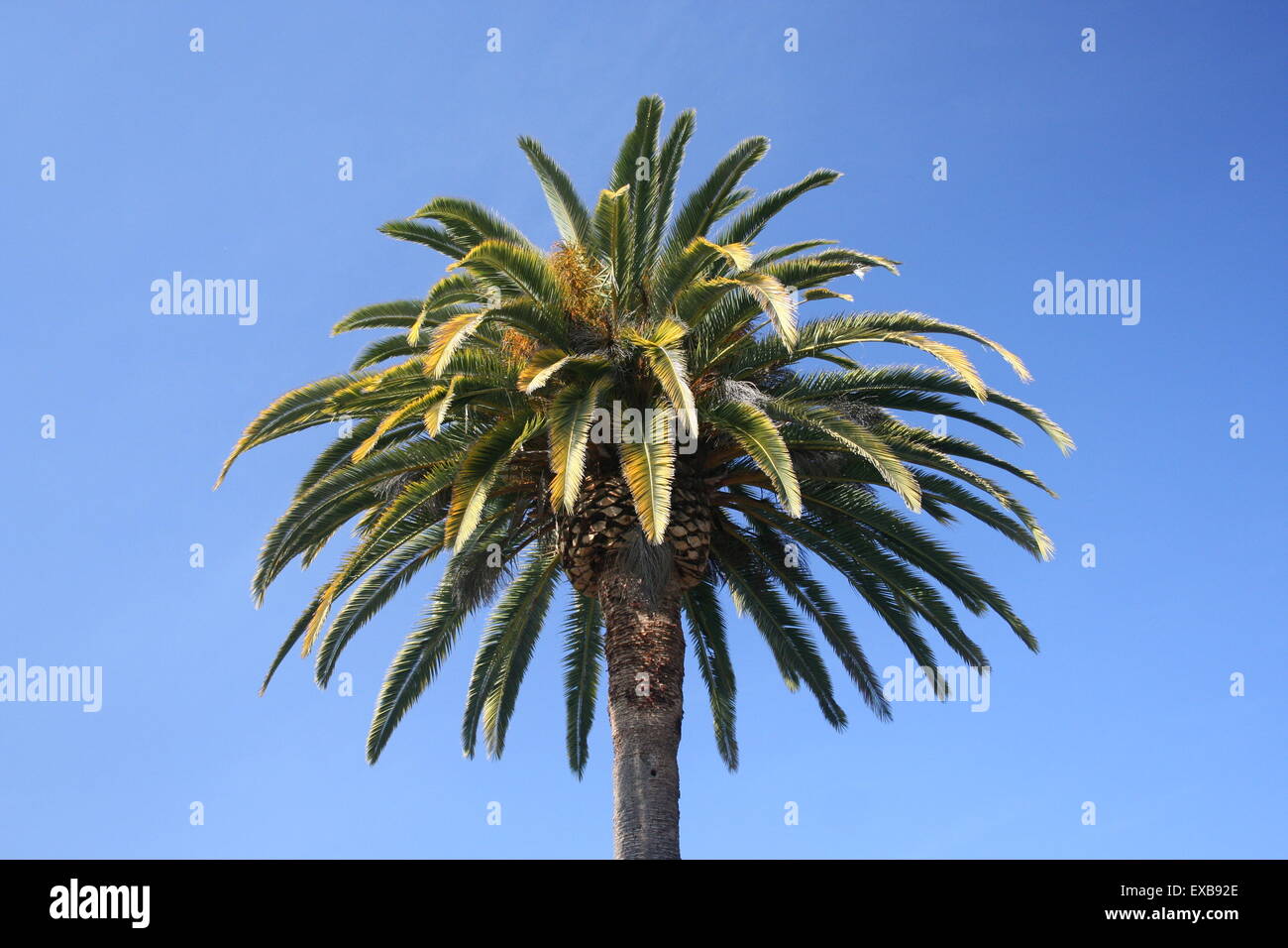 Palme gegen ein strahlend blauer Himmel, California. Stockfoto