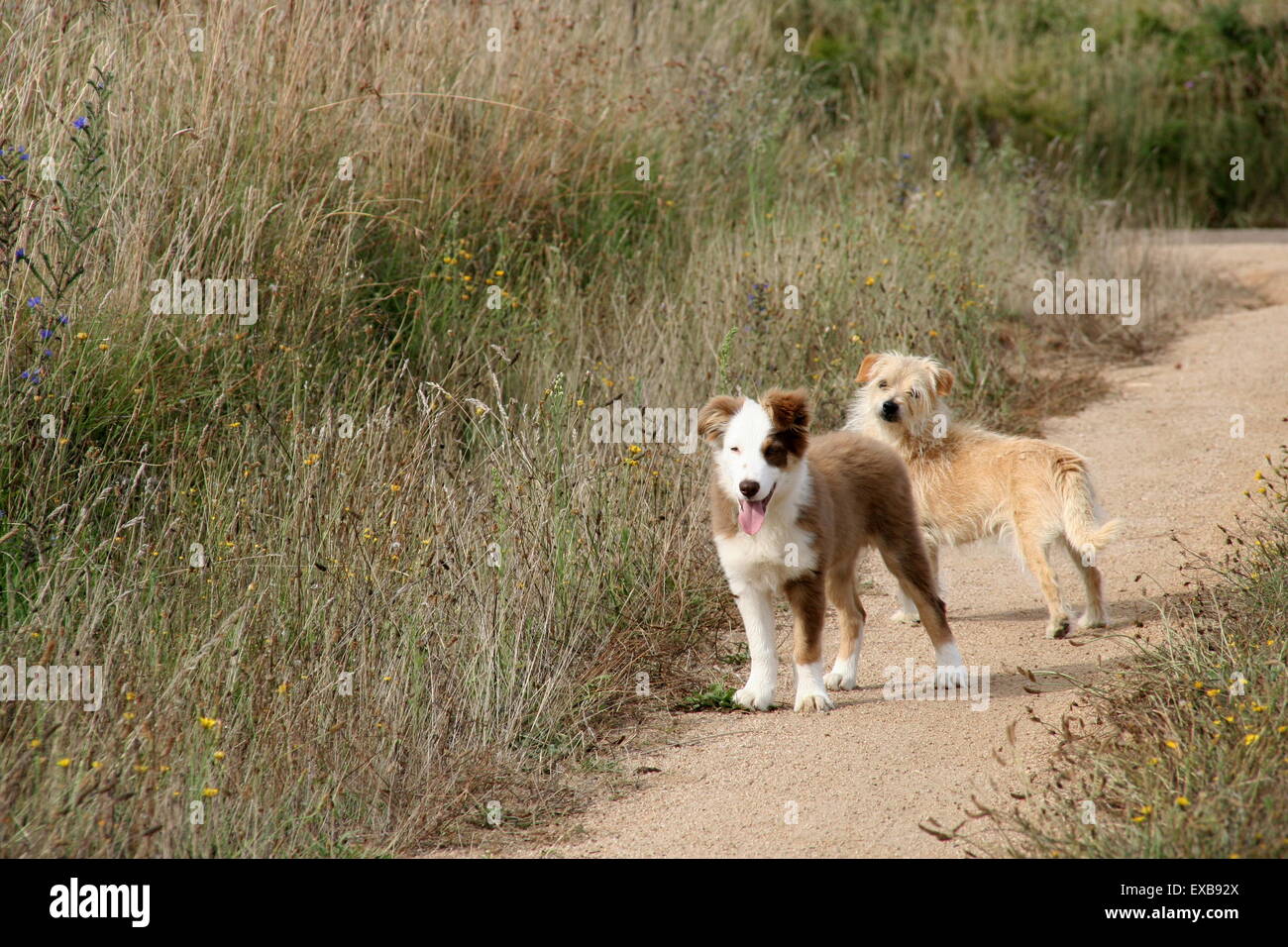 Zwei niedliche, scruffy Hunde auf einer Landstrasse, Australien. Stockfoto