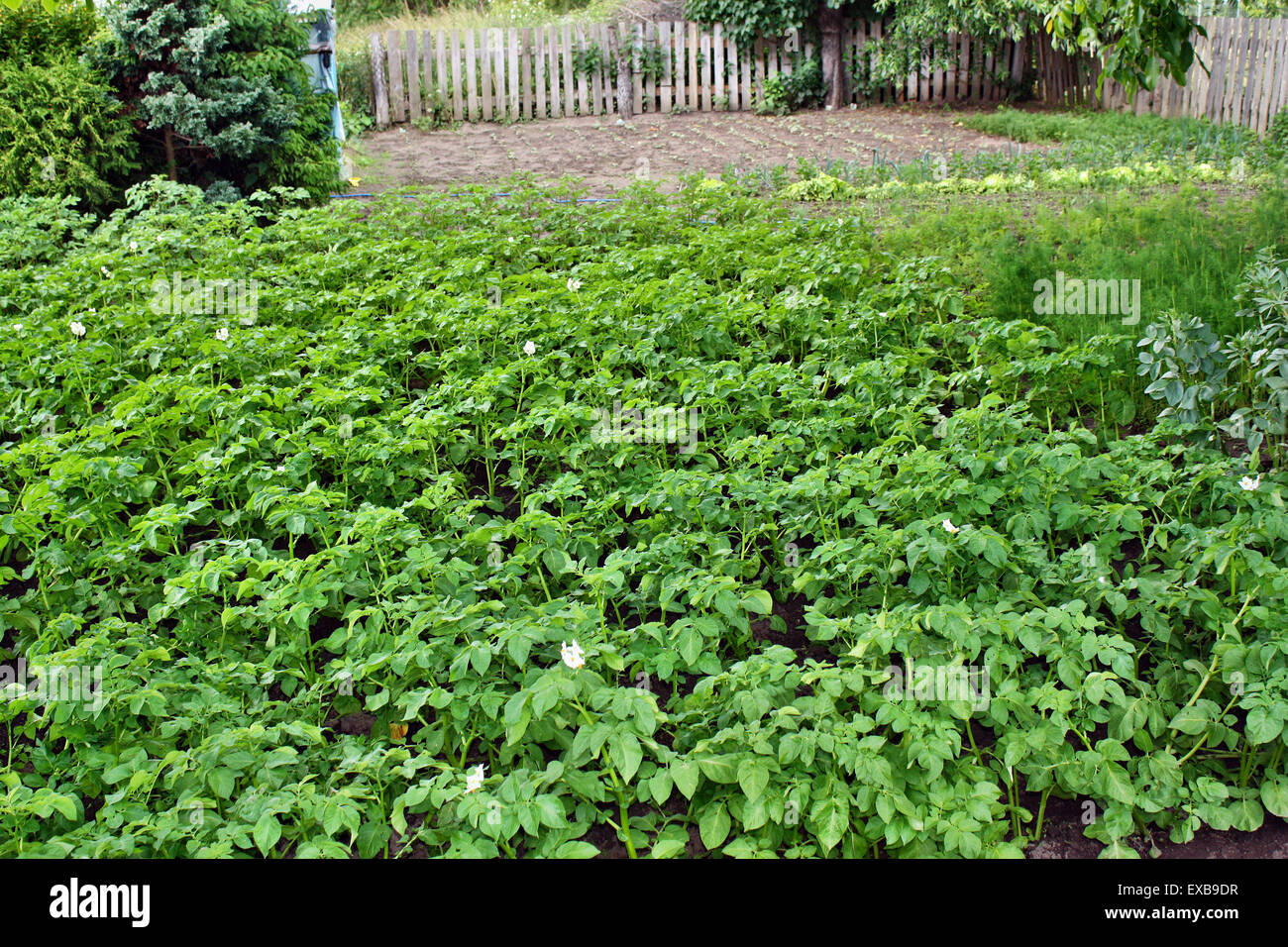 Kartoffeln im Garten anbauen Stockfoto