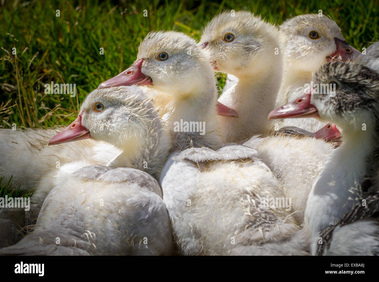 Barbary oder Muscovy Entenküken zusammengedrängt Stockfoto