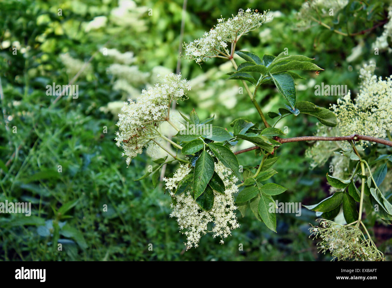 Frische Holunderblüten blühen im Garten Stockfoto