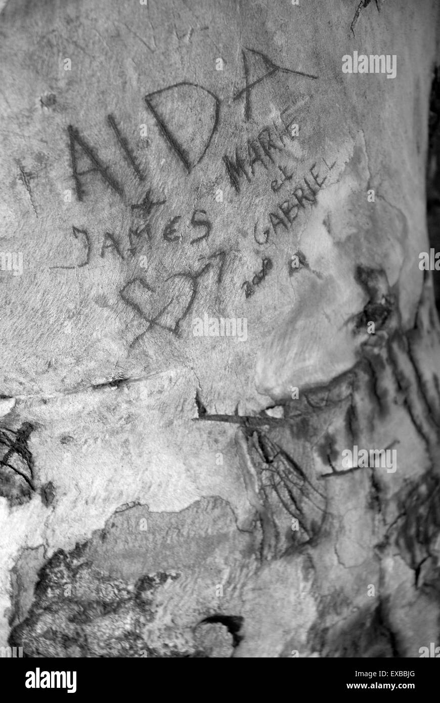 Botschaften der Liebe geschnitzt in die Rinde des Baumes, Athen, Griechenland Stockfoto