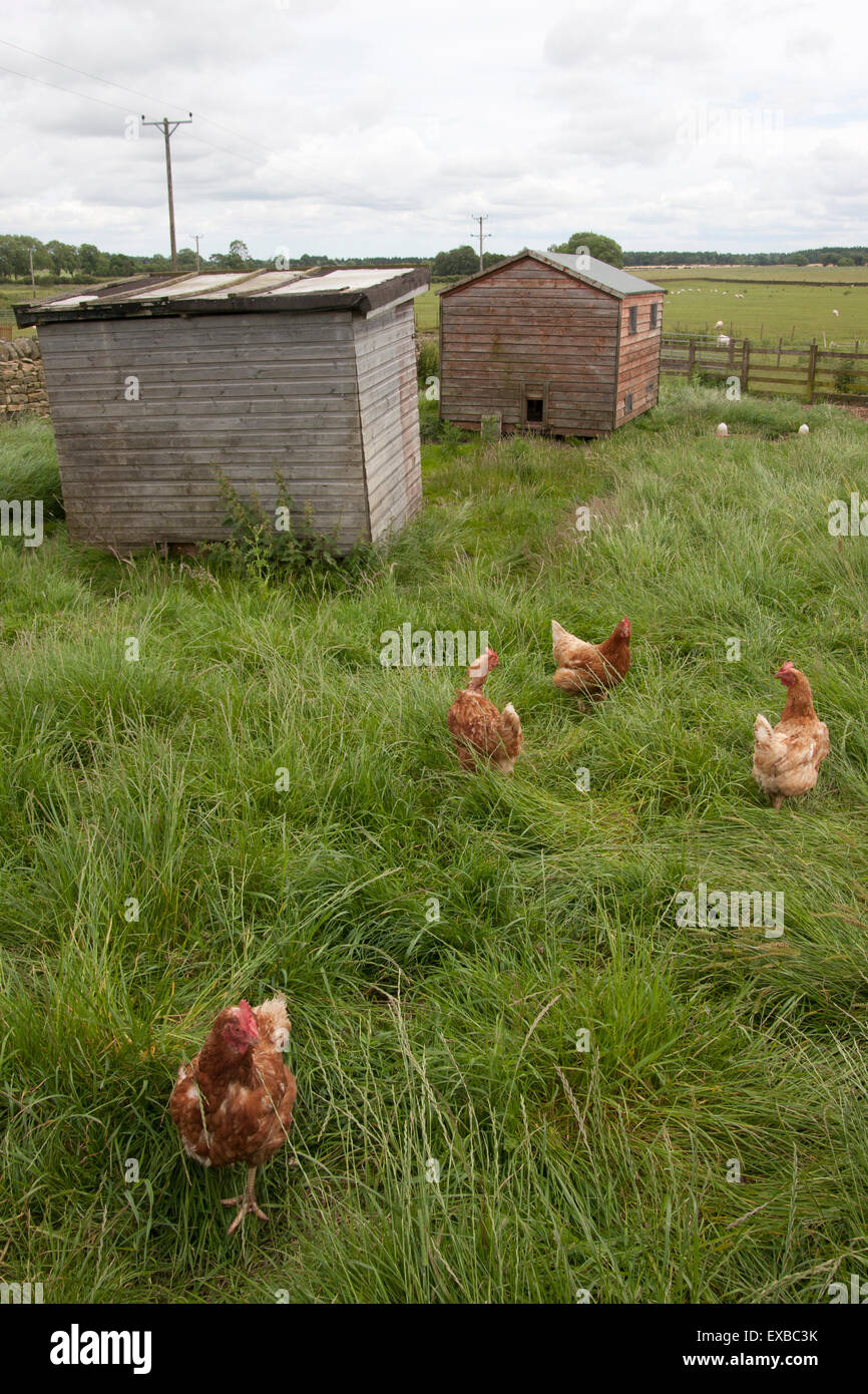 Inländische Hühner freien reichen Hennen in Kleinbetrieb England, UK Stockfoto