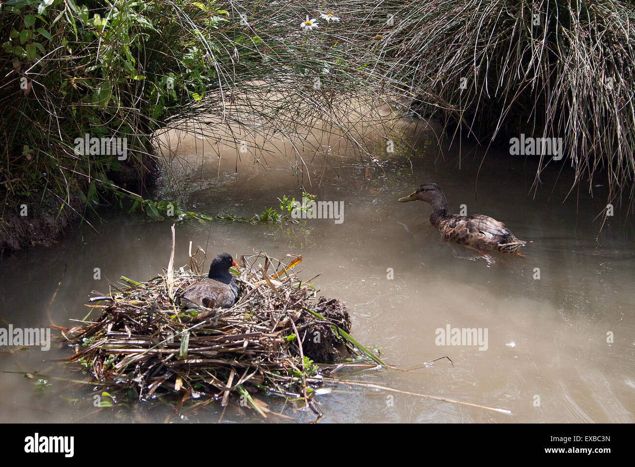 Federwild nisten an Feuchtgebiete Wildfowl Trust Mallard Ente Anas Platyrhynchos Arundel, West Sussex. UK Stockfoto