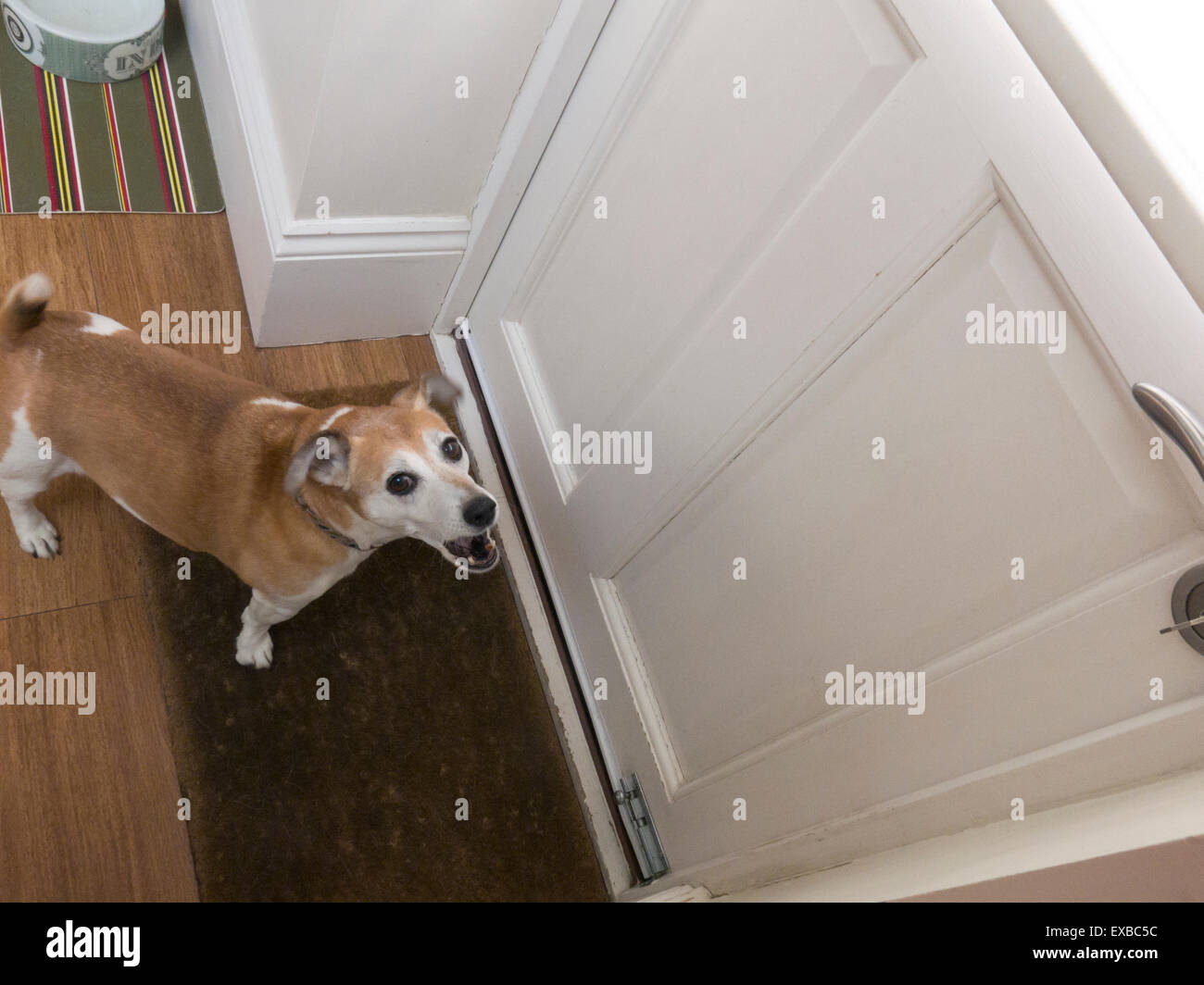 Jack Russell Terrier Hund bellen an Tür Stockfoto