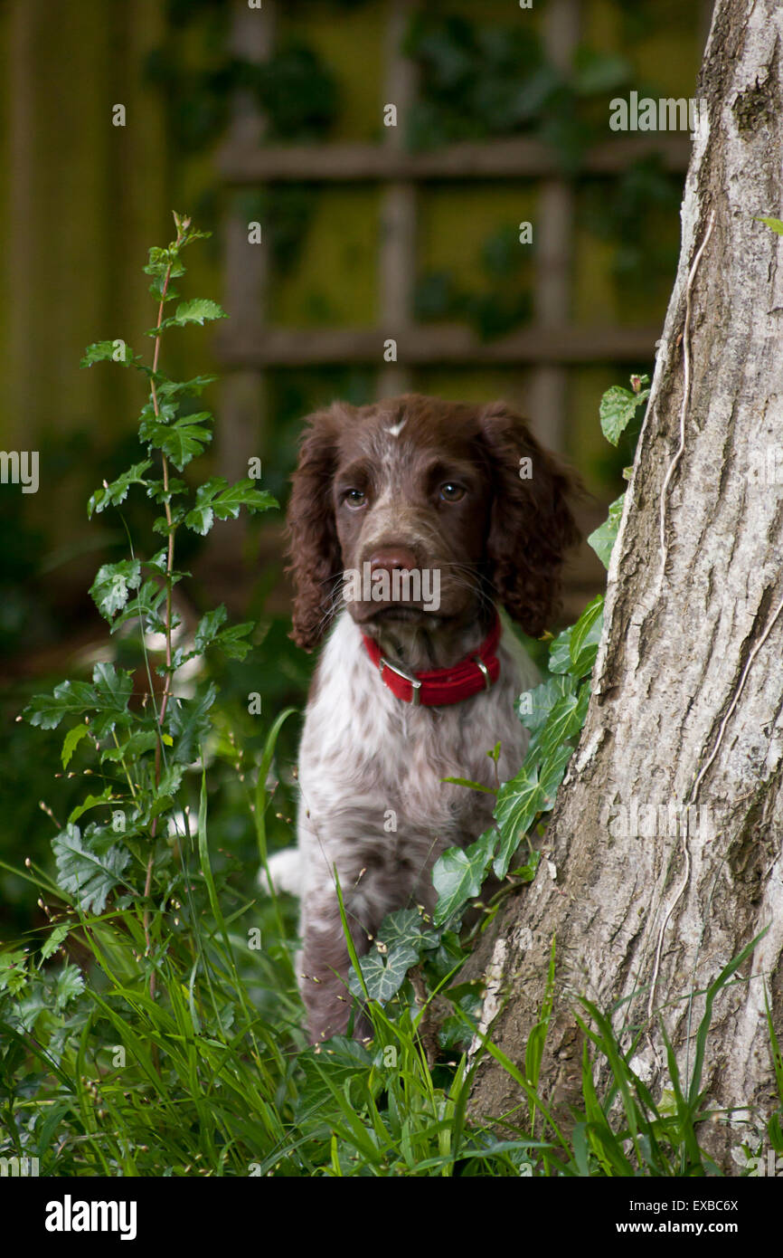 Springer Spaniel Welpen von Baum Stockfoto