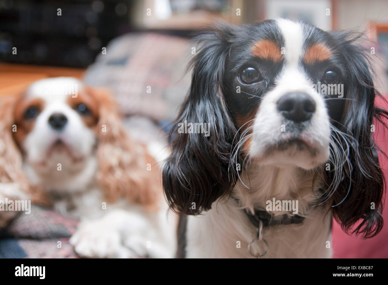 King Charles Spanels, zwei Erwachsene Stockfoto