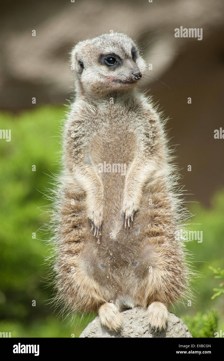 Erdmännchen stehend auf einem Felsen im Blijdorp Zoo Stockfoto