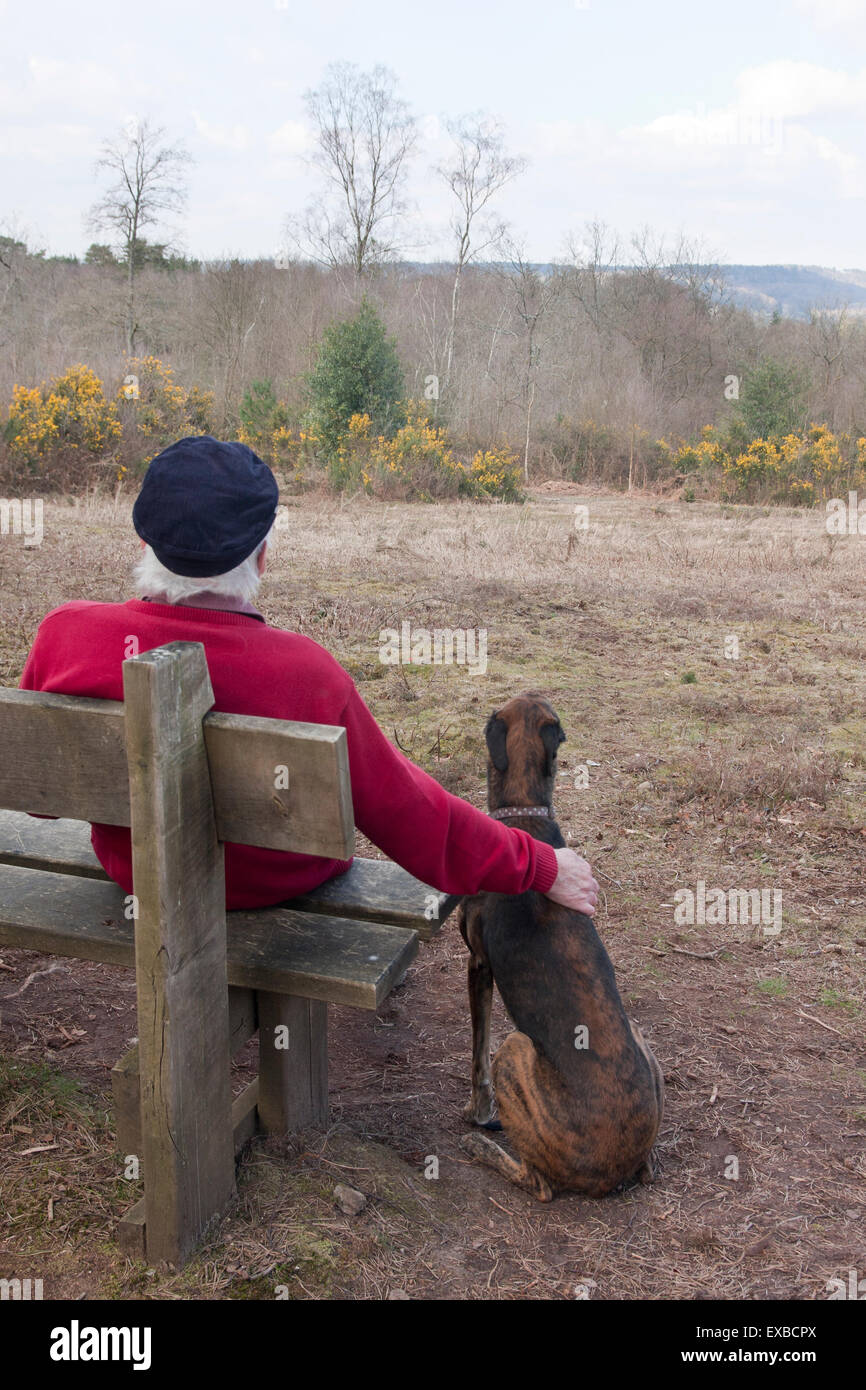 Lurcher Hund und älterer Mann sitzt auf der Bank, Marley Höhen, Haslemere, Surrey Stockfoto