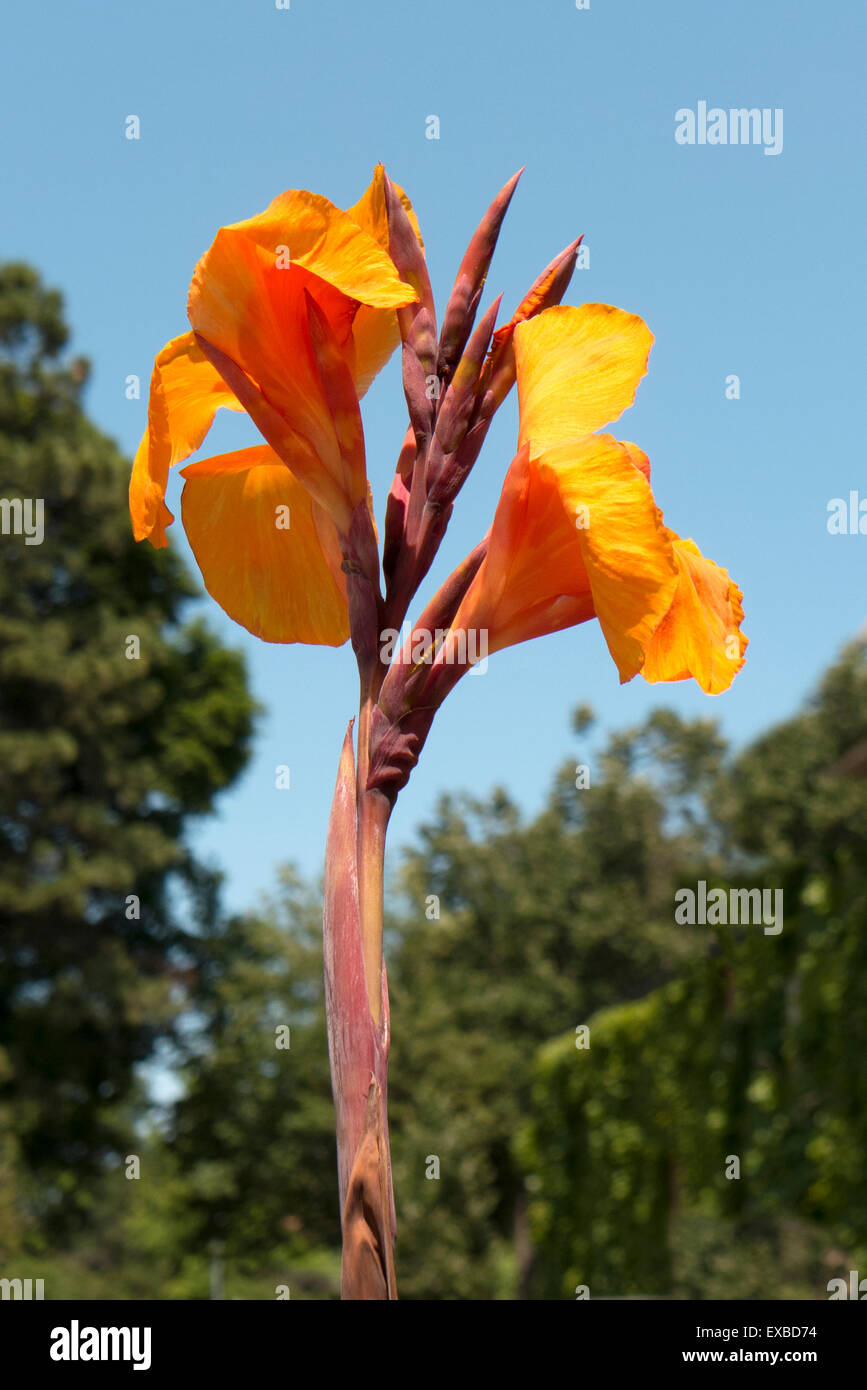 Goldenen auffällige Blüte. Stockfoto