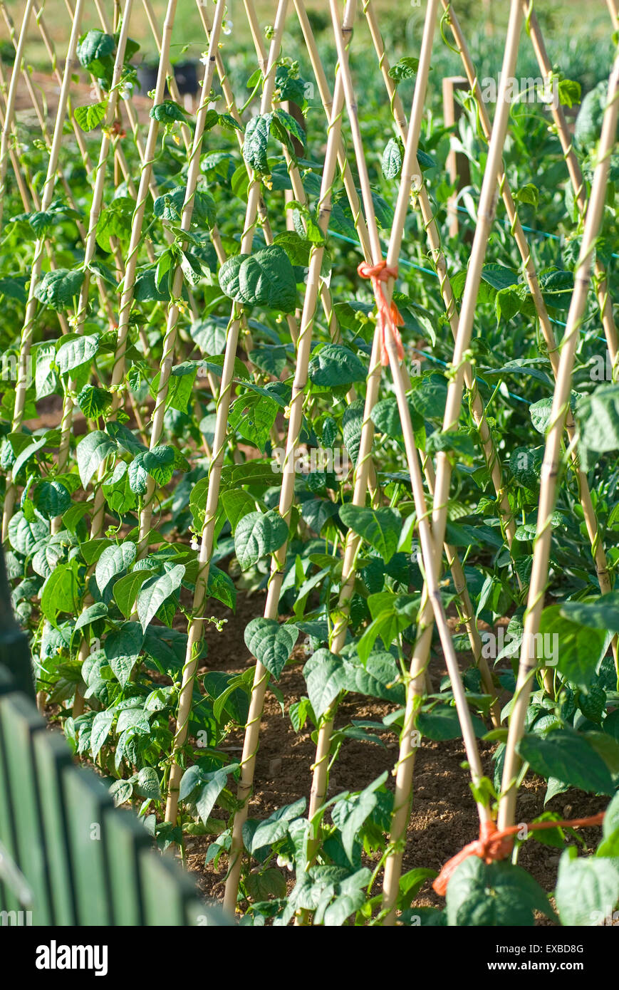 Stangenbohnen Bambusstöcke aufwachsen. Stockfoto