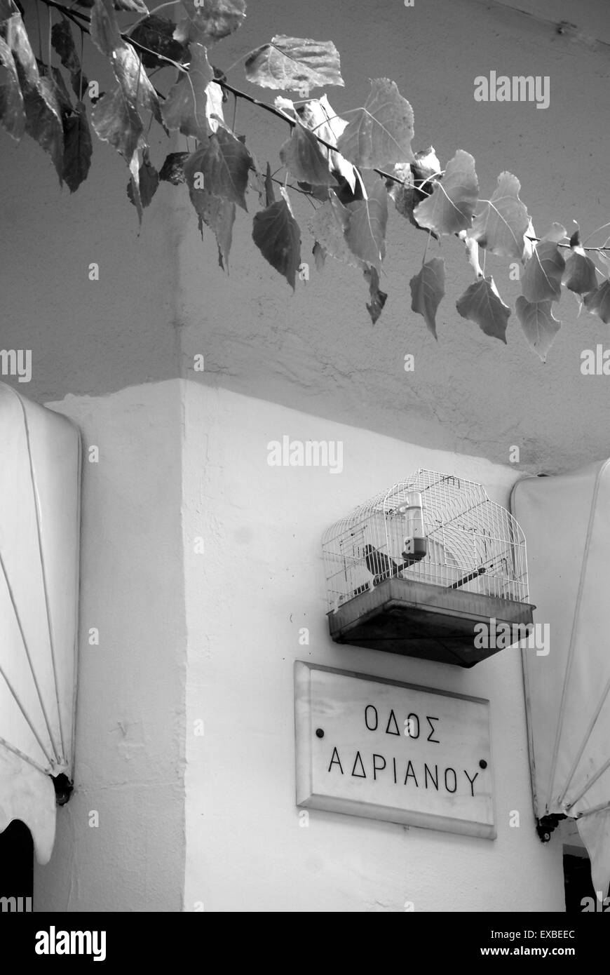 Eingesperrte Singvogel in Athen Street, Athen, Griechenland Stockfoto