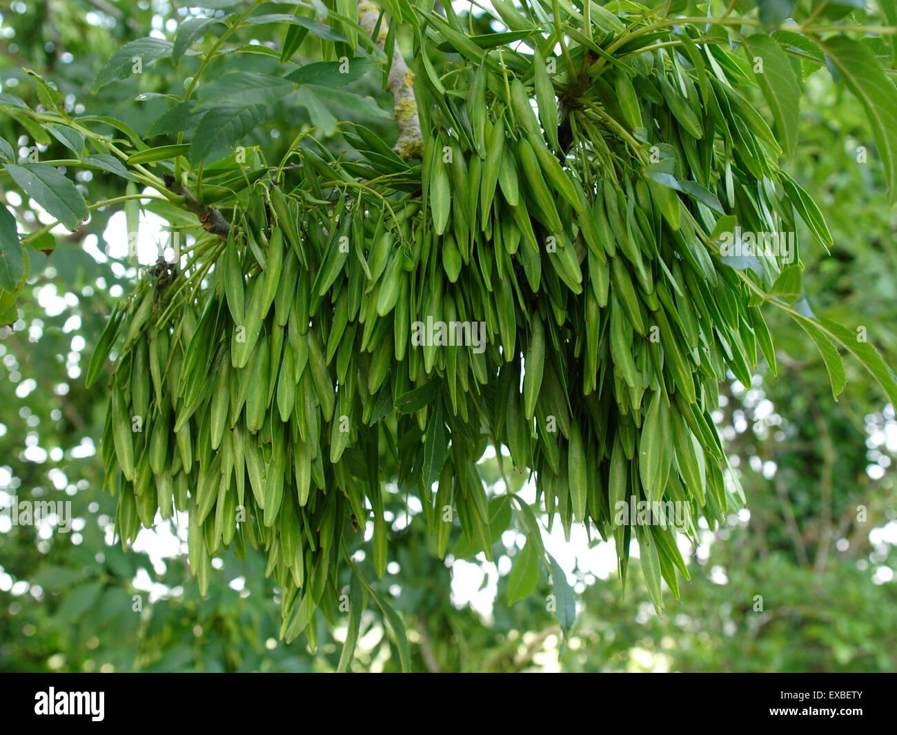 Gemeinsamen Esche (Fraxinus Excelsior) Samenkapseln, Wiltshire, UK Stockfoto