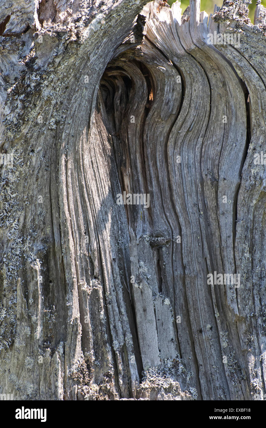 Die Überreste eines Baumes. Stockfoto