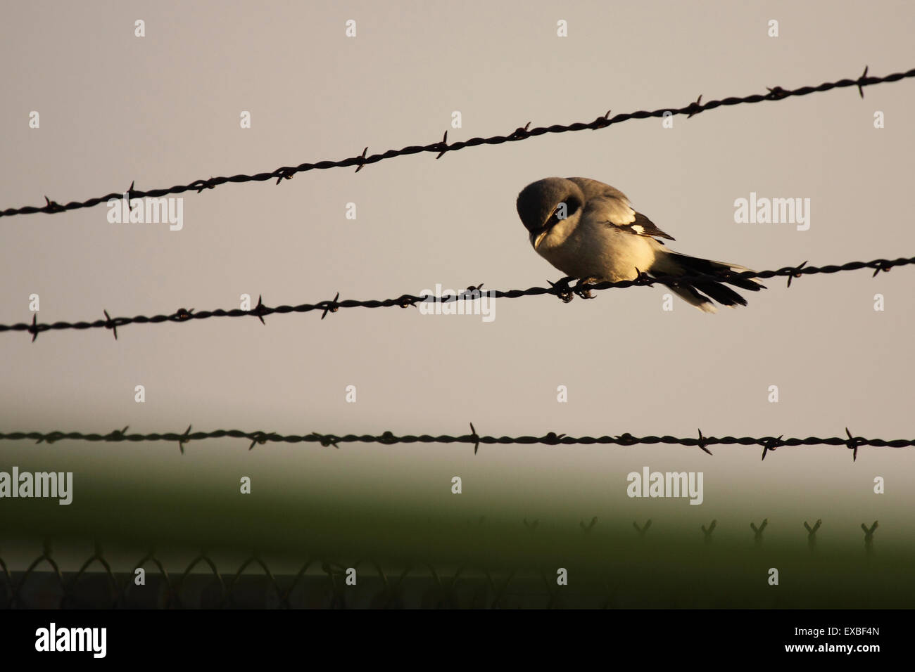 Eine unechte Shrike auf einem Hochsitz Jagd. Stockfoto