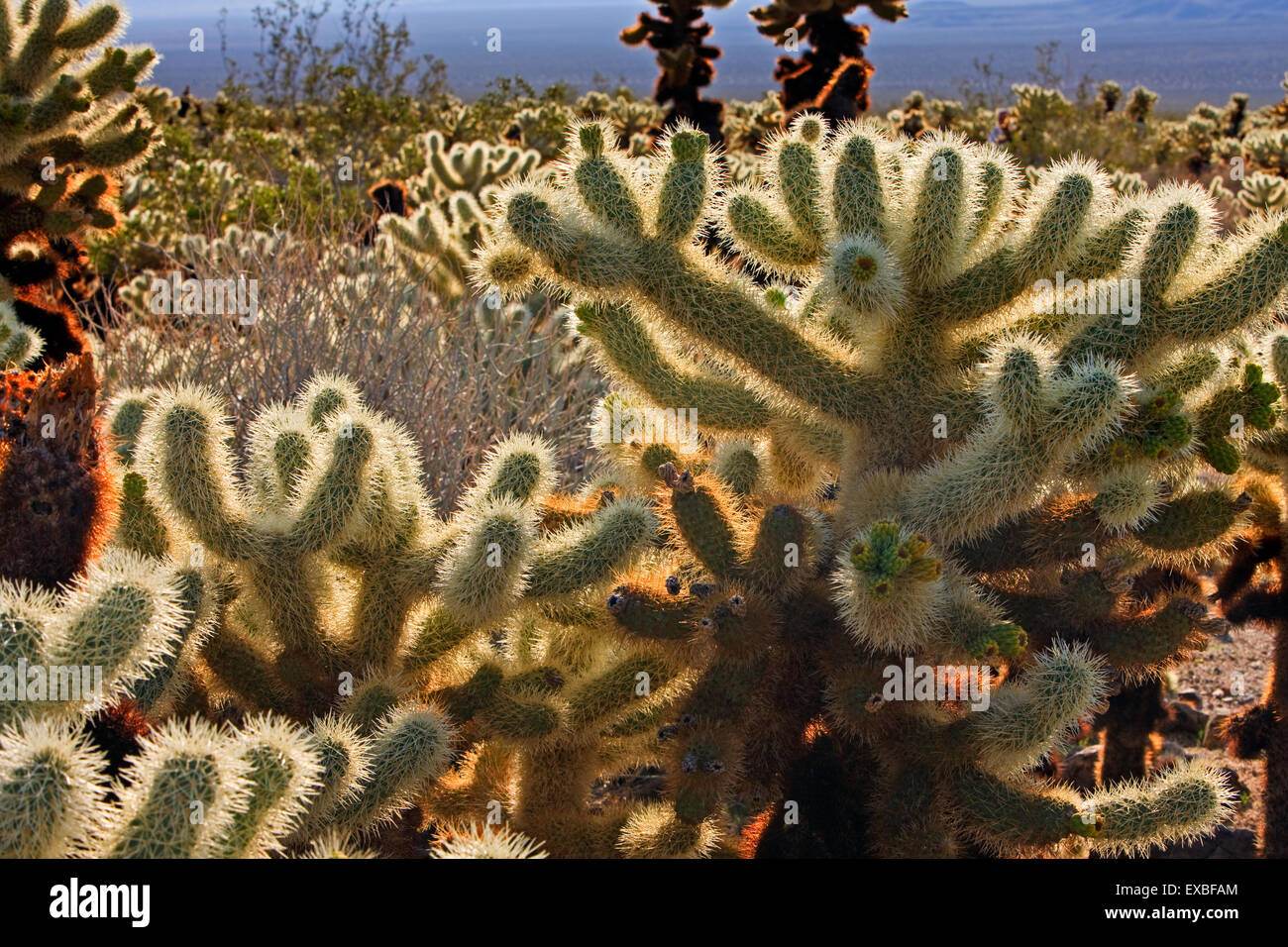 Cactaceae Kalifornien Cholla Cactus Cholla Cactus Garden Cylindropuntia Bigelovii Cylindropuntia Fulgida Joshua Tree National Par Stockfoto