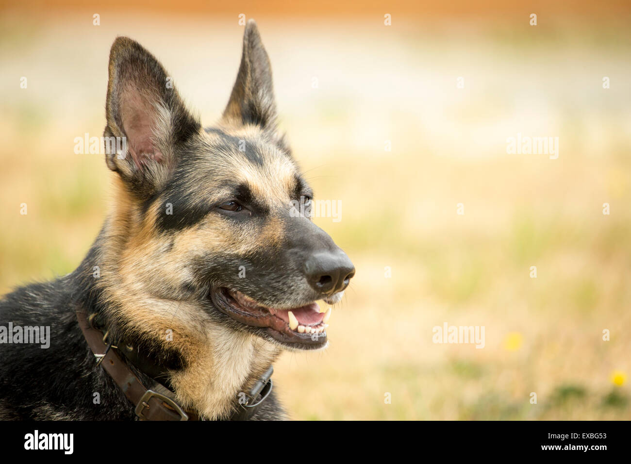 German schaeferhund Fotos und Bildmaterial in hoher Auflösung Alamy