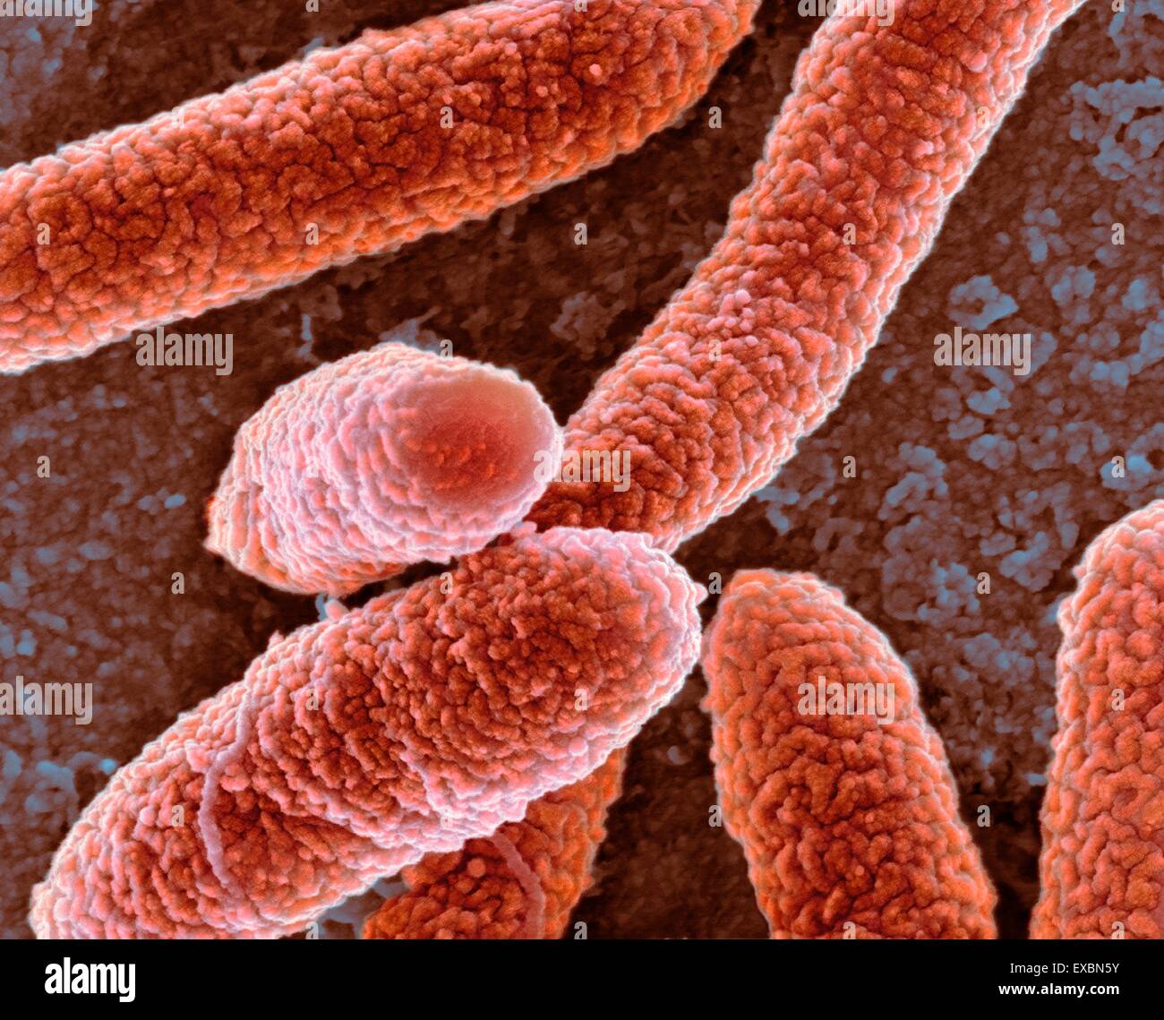 Escherichia Coli Micrograph Stockfotos und bilder Kaufen Alamy