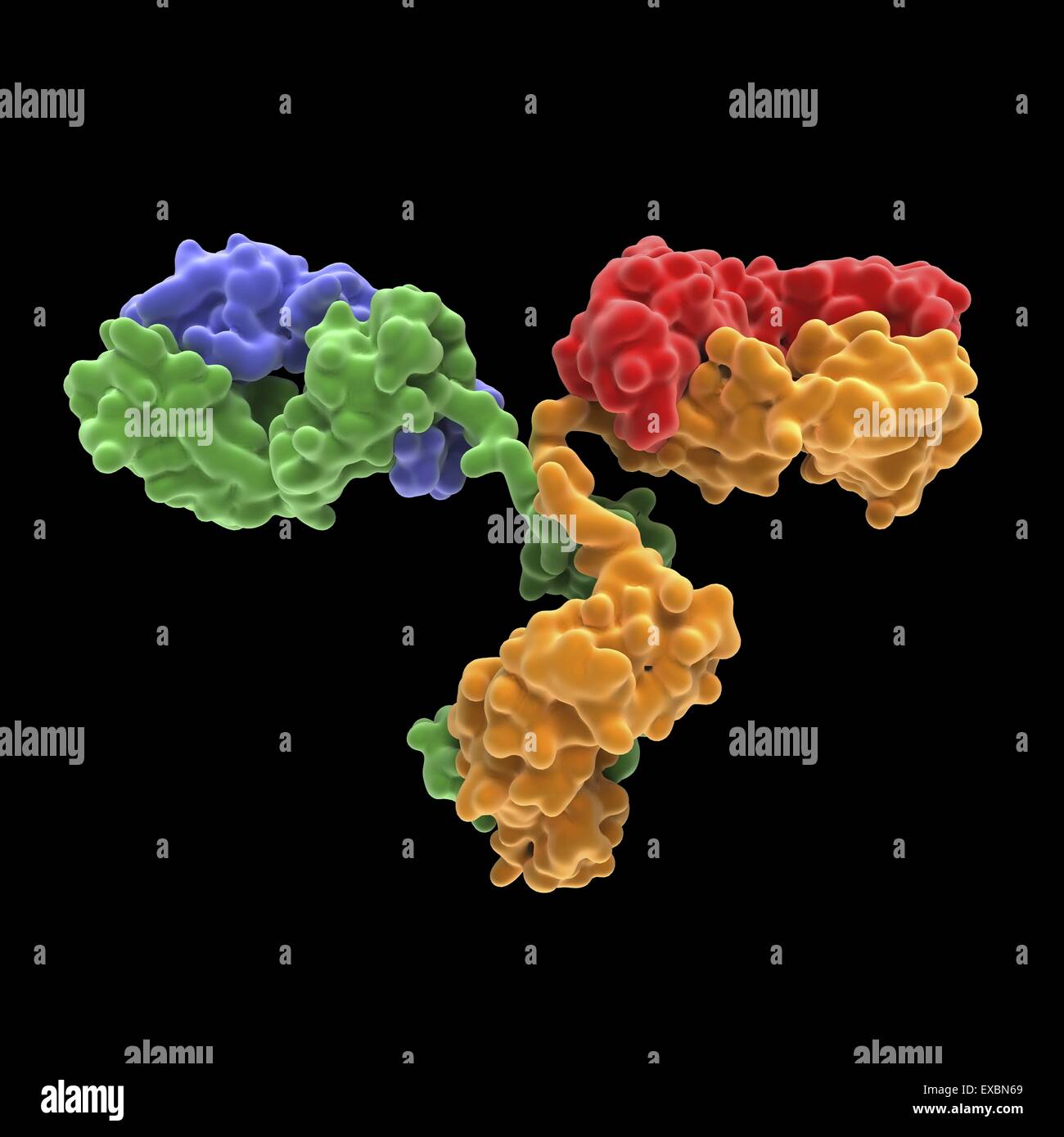Antikörpermolekül. Molekulare Struktur von einer monoklonalen Immunglobulin vom Menschen (IgG2a). IgG-Antikörper bestehen aus 2 langen Stockfoto