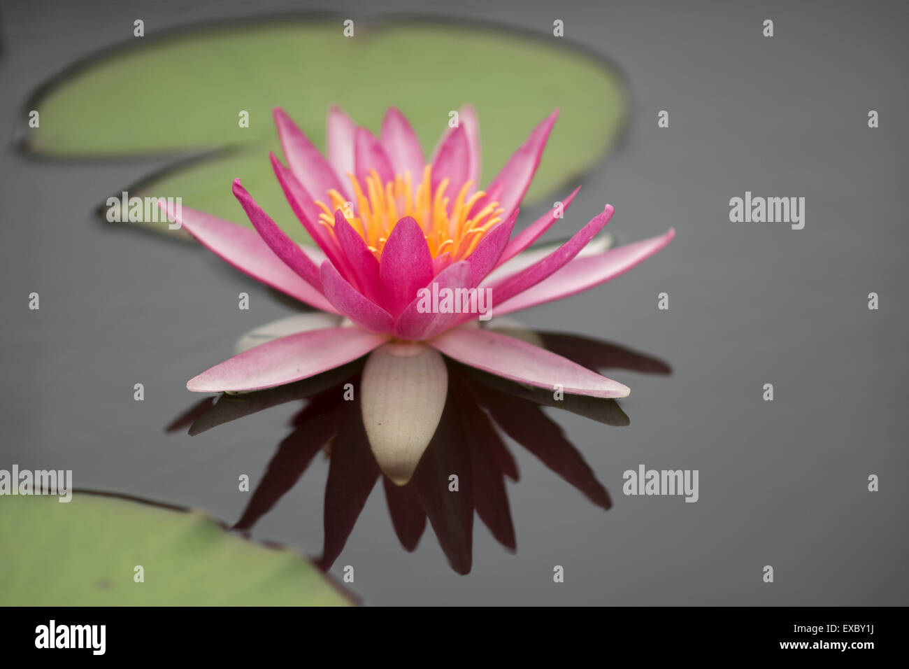 Rote Seerose Cloes, Nymphea Stockfoto