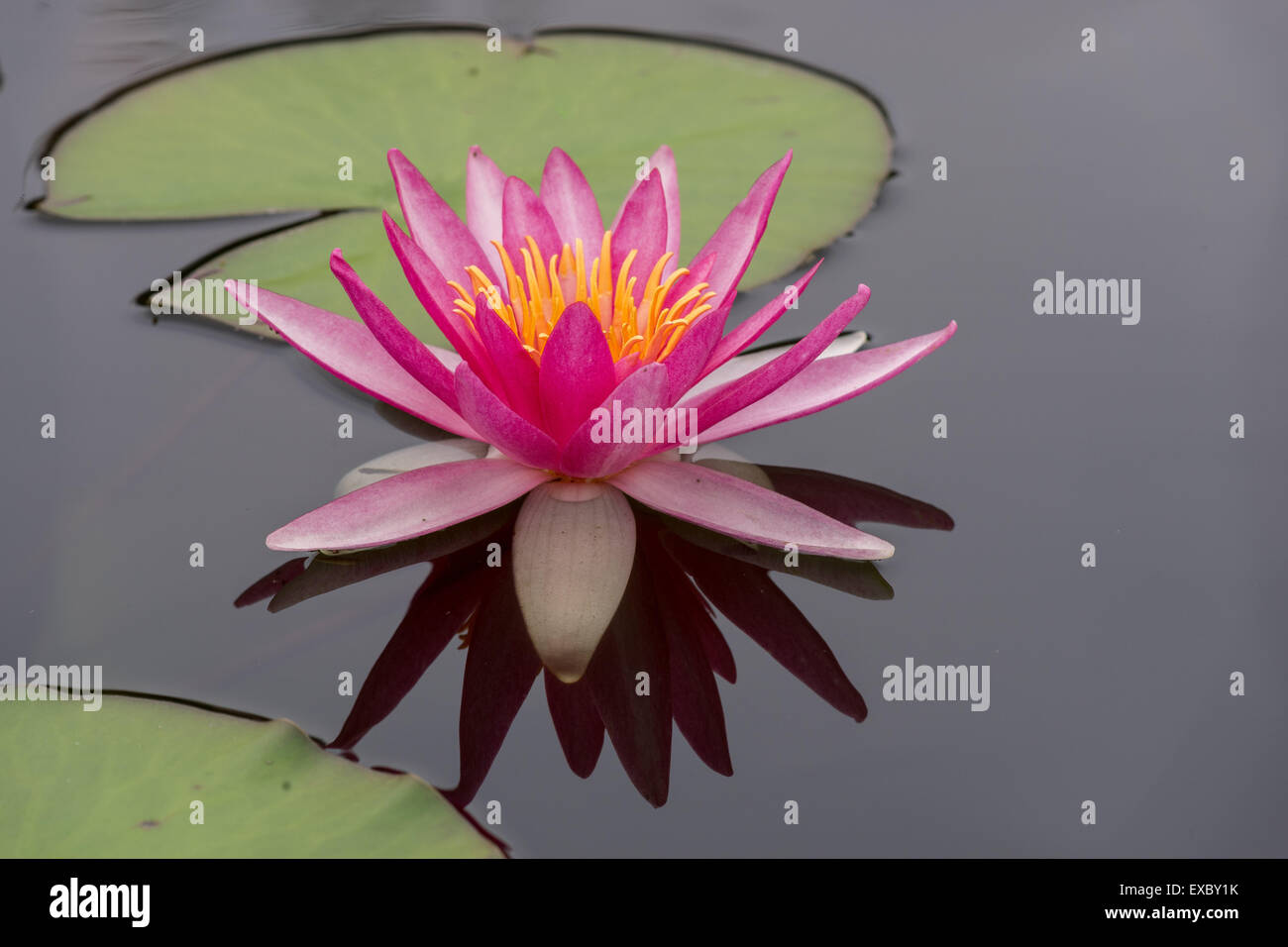 Rote Seerose Cloes, Nymphea Stockfoto