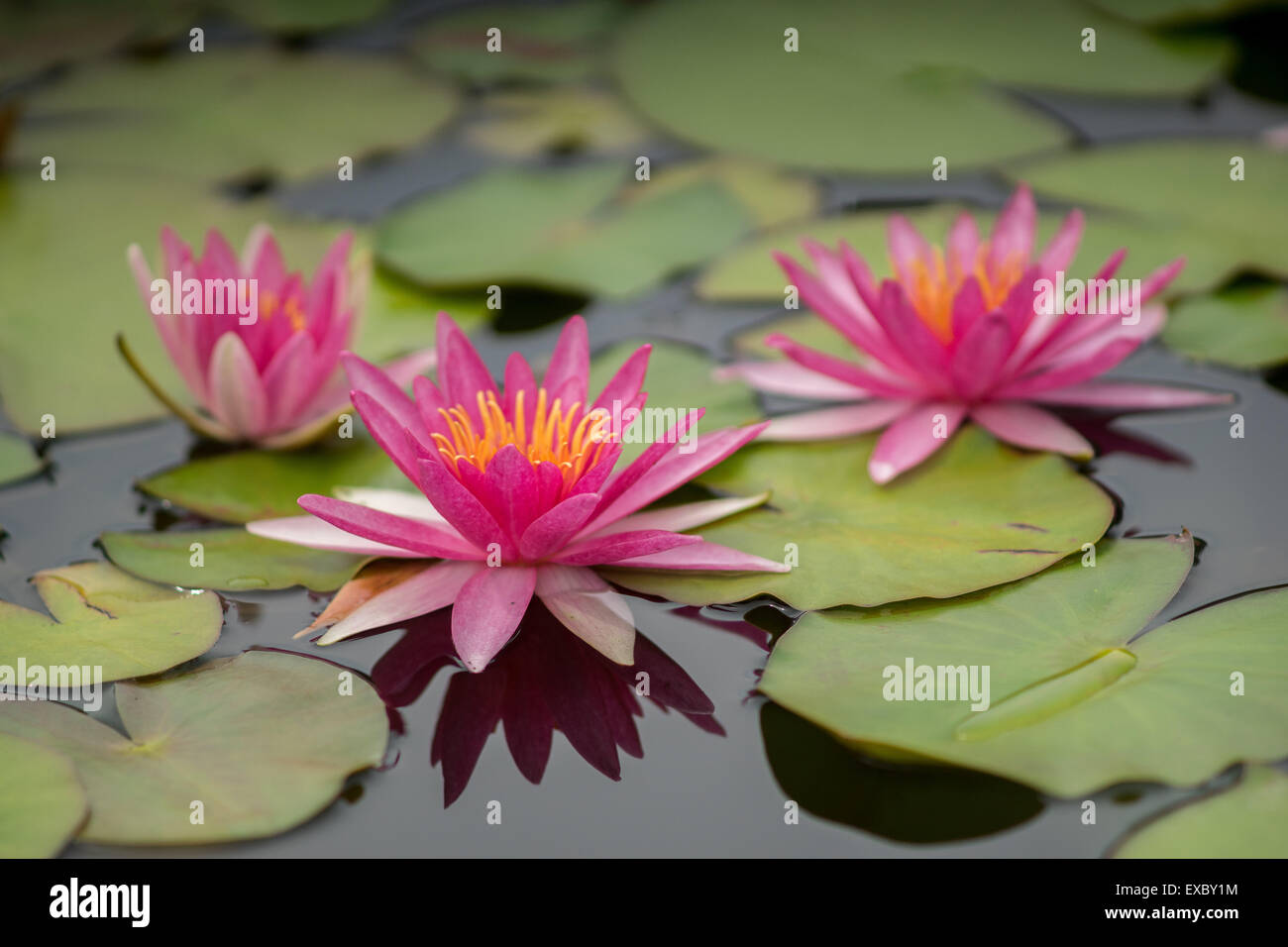 Drei rote Seerosen mit Blättern Stockfoto