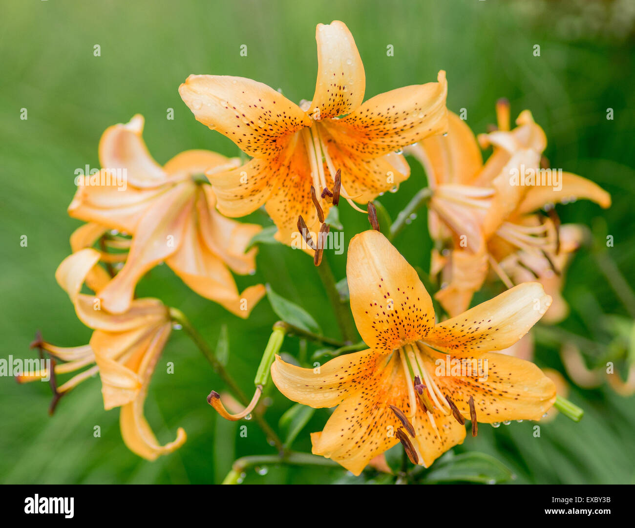 Orange Lilien hautnah Lilium Stockfoto
