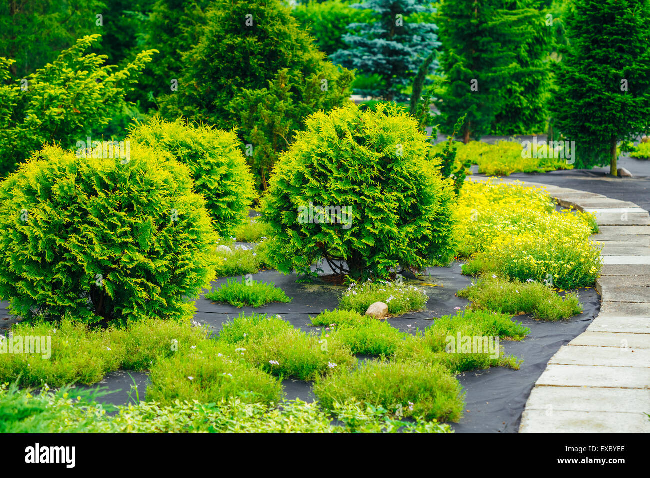 Pathway Gehweg Lane Pflasterweg mit kleinen grünen Bäumen und Folienschnitt Sträucher im Garten. Schöne Gasse im Sommerpark. Landschaftsbau. Stockfoto