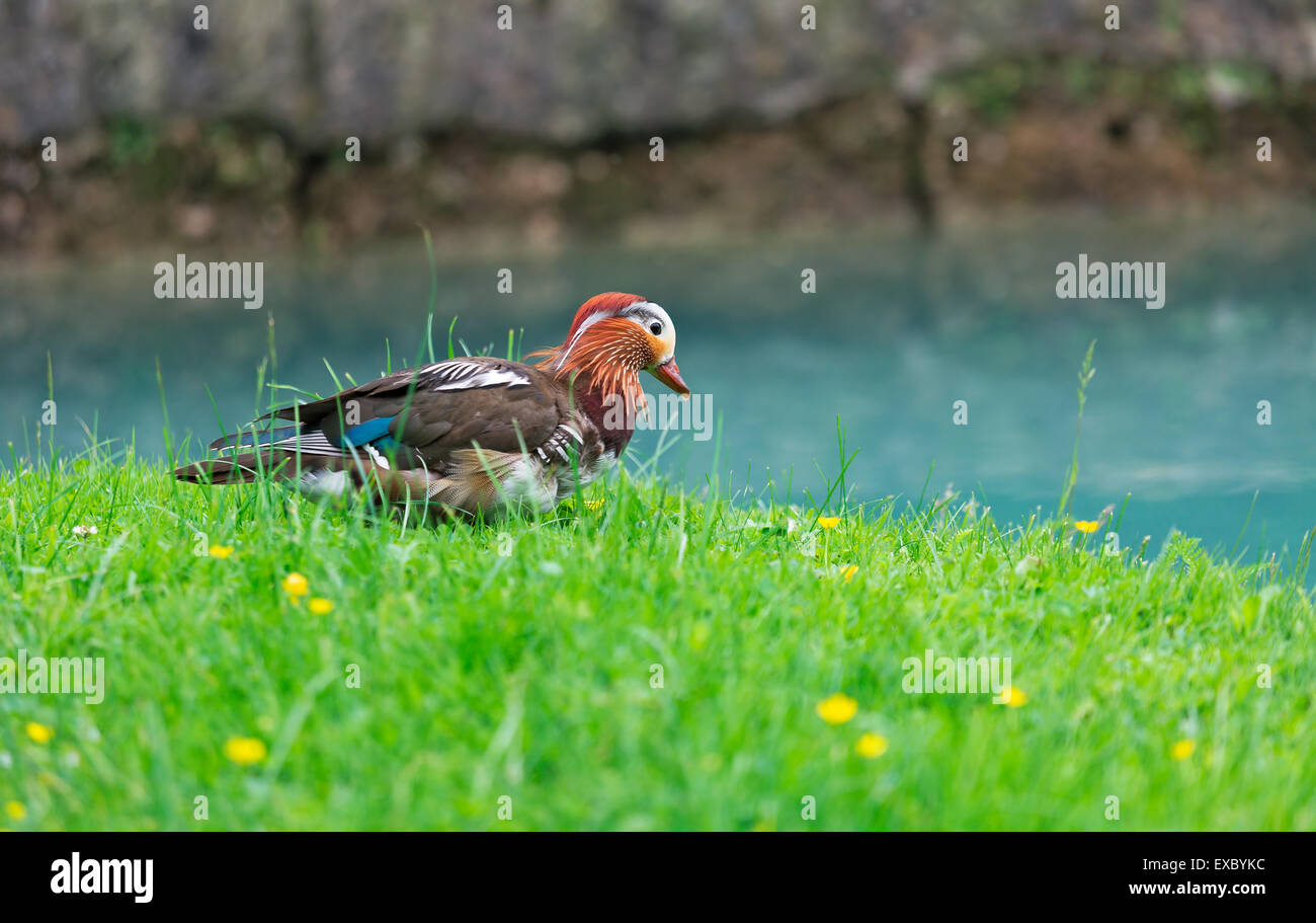 Schöne bunte Ente auf dem Rasen neben dem Teich Stockfoto