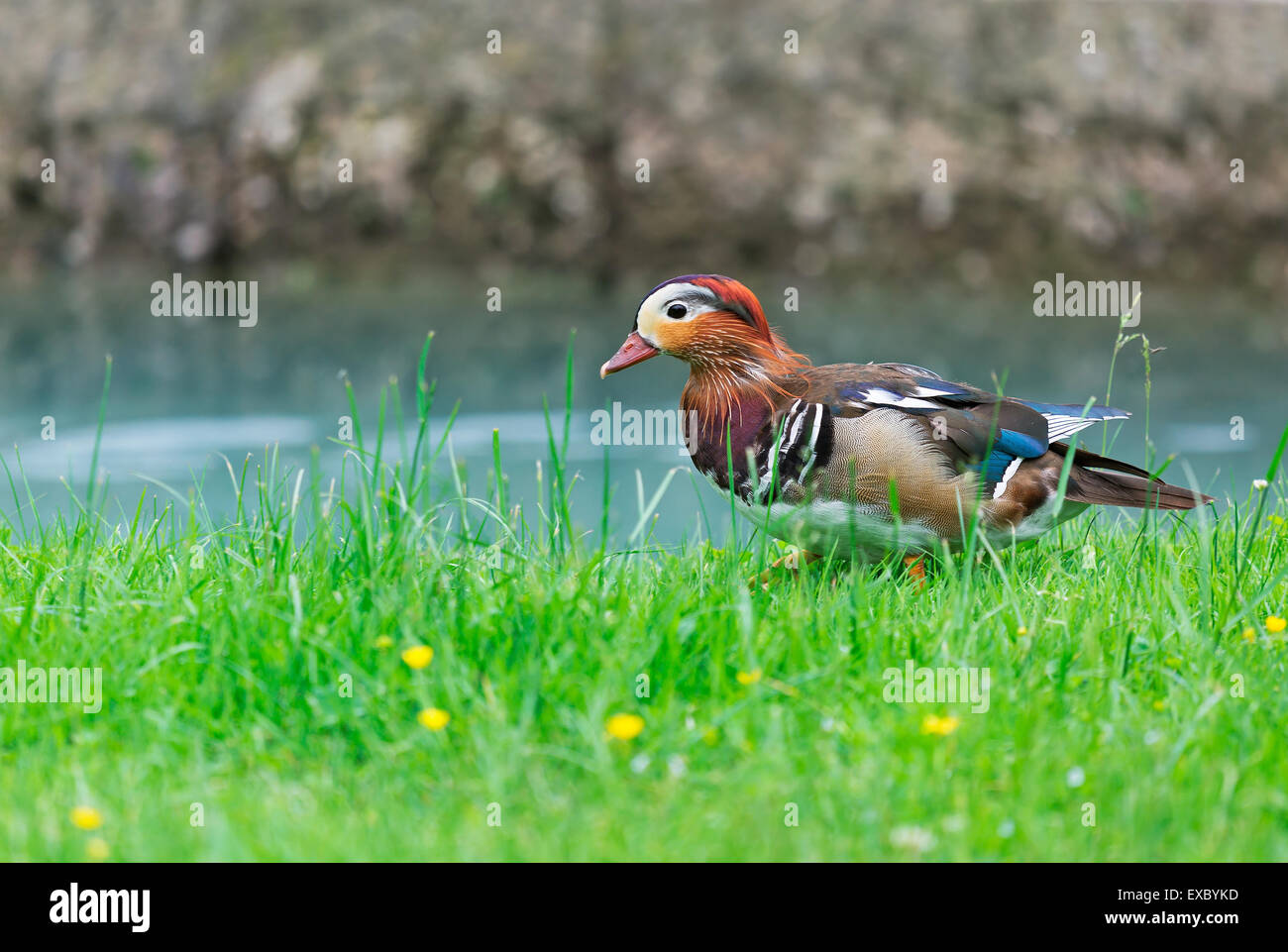 Schöne bunte Ente auf dem Rasen neben dem Teich Stockfoto