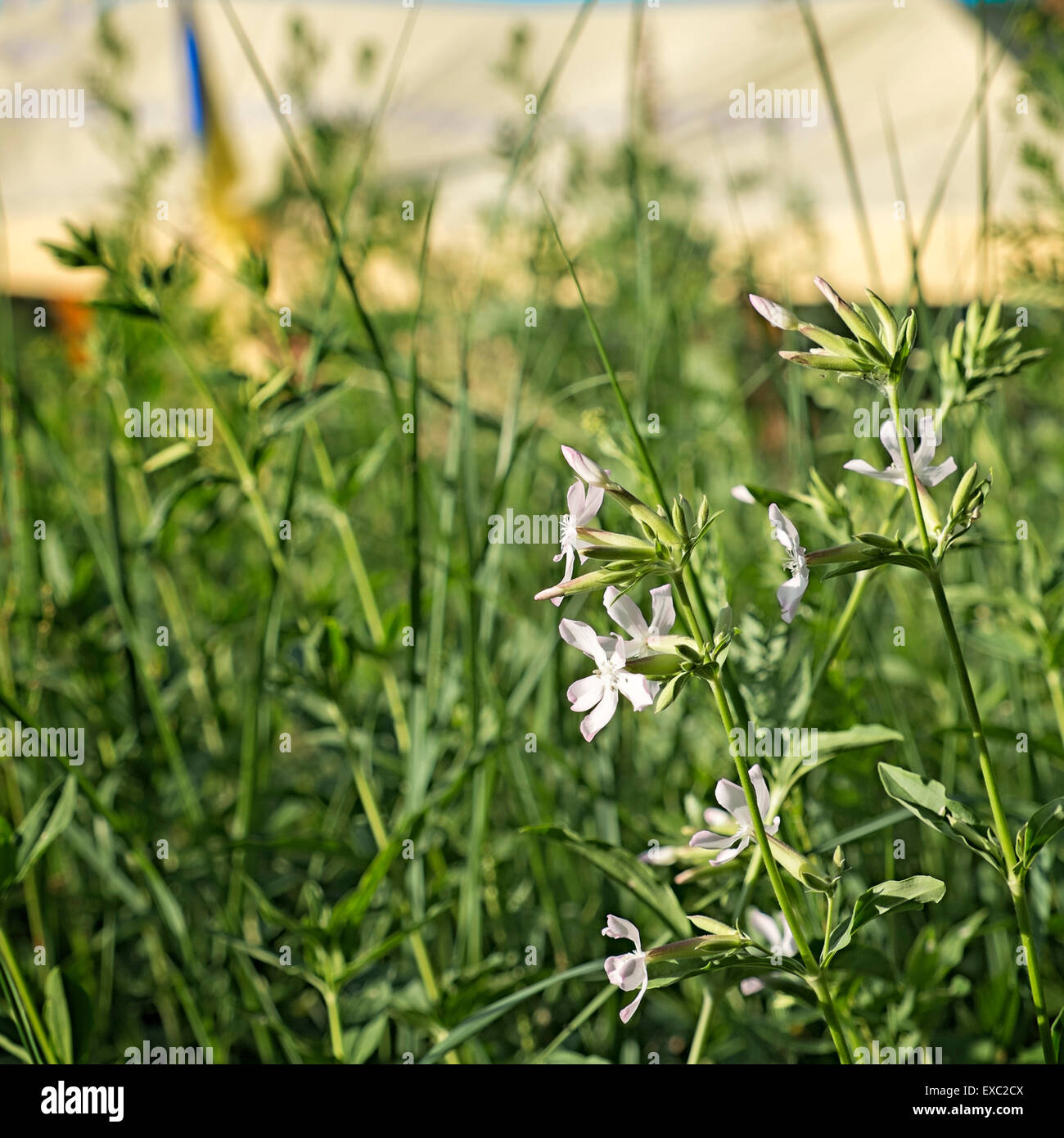 Kleine weiße Wildblumen im grünen Gras im Sommer Stockfoto