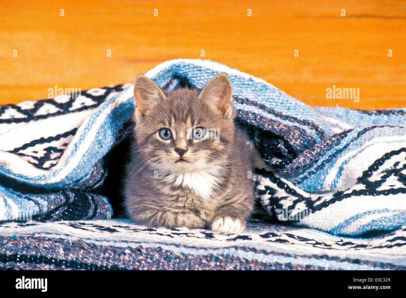 Kätzchen grau Tabby Verlegung unter Decke, beobachten Stockfoto