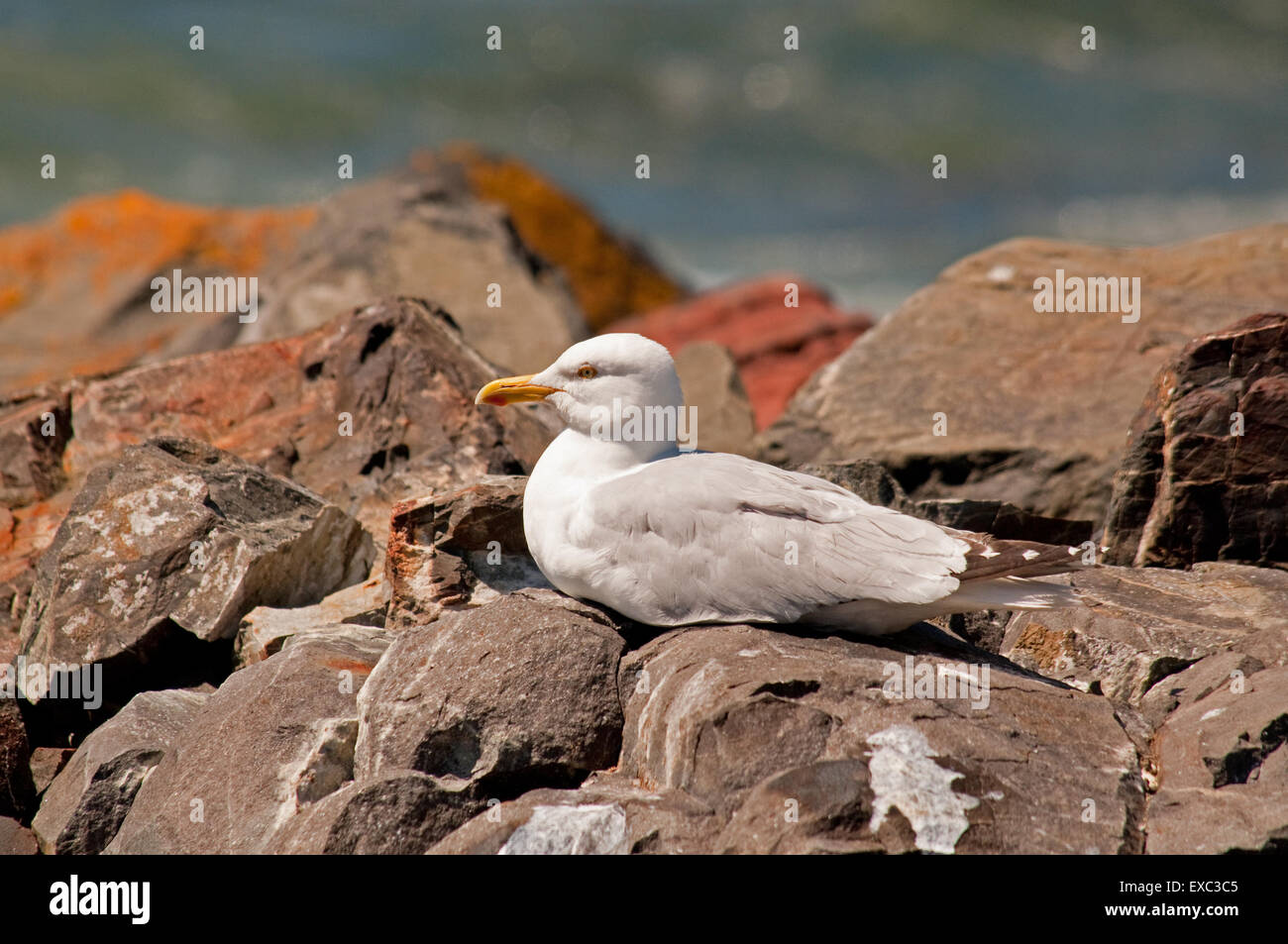Silbermöwe auf Felsen am Portpatrick Stockfoto