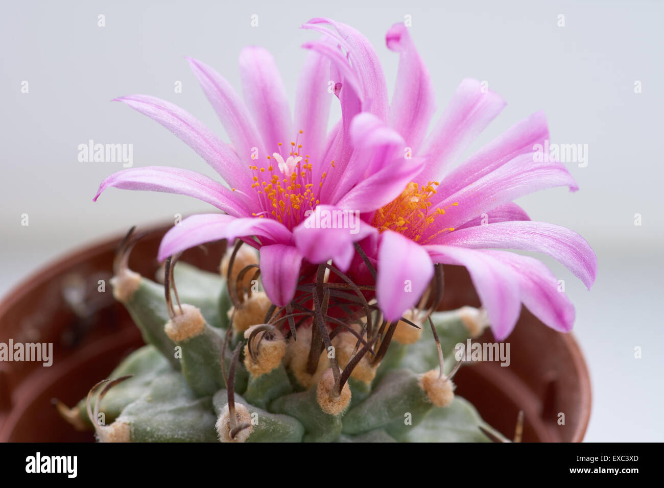 Blühender Kaktus mit zwei rosa Blumen. Turbinicarpus alonsoi Stockfoto