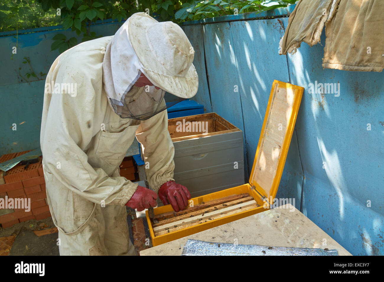 Ein Imker nimmt Frame aus dem Bienenstock Stockfoto