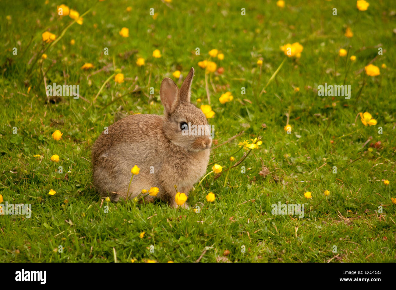 Junge Kaninchen im Bereich der Butterblumen Stockfoto
