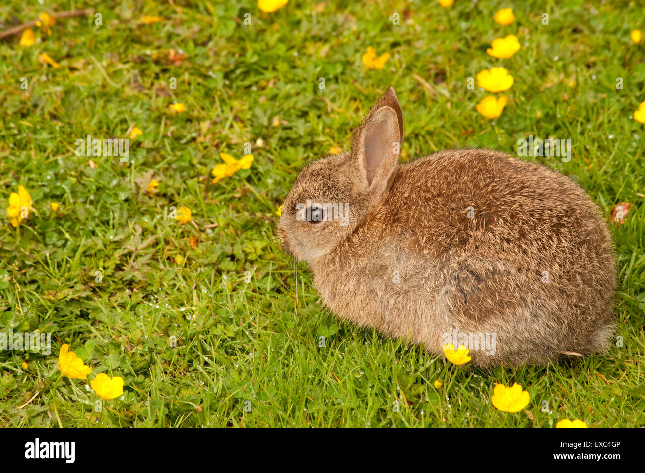 Junge Kaninchen im Bereich der Butterblumen Stockfoto