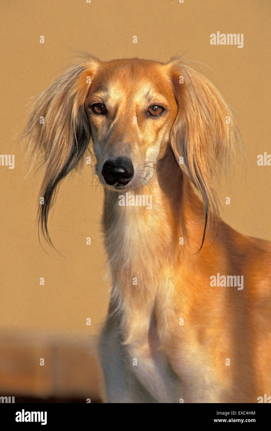 Schöner Saluki Hund oder persischer Windhund, männlich, Porträt Stockfoto
