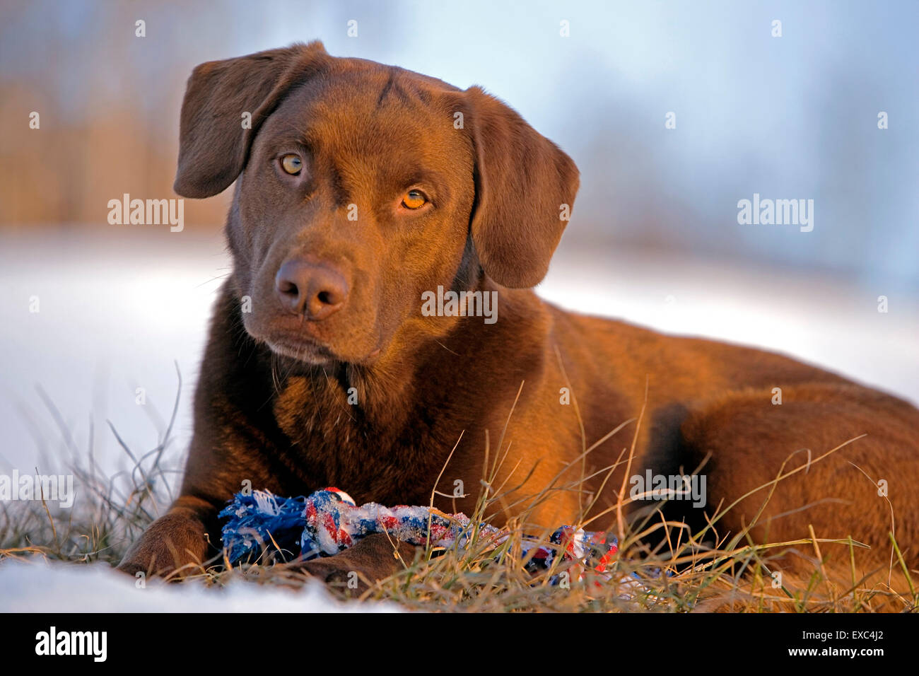 Chocolate Labrador Retriever mit Spielzeug ruht auf Wiese, Spätwinter Stockfoto