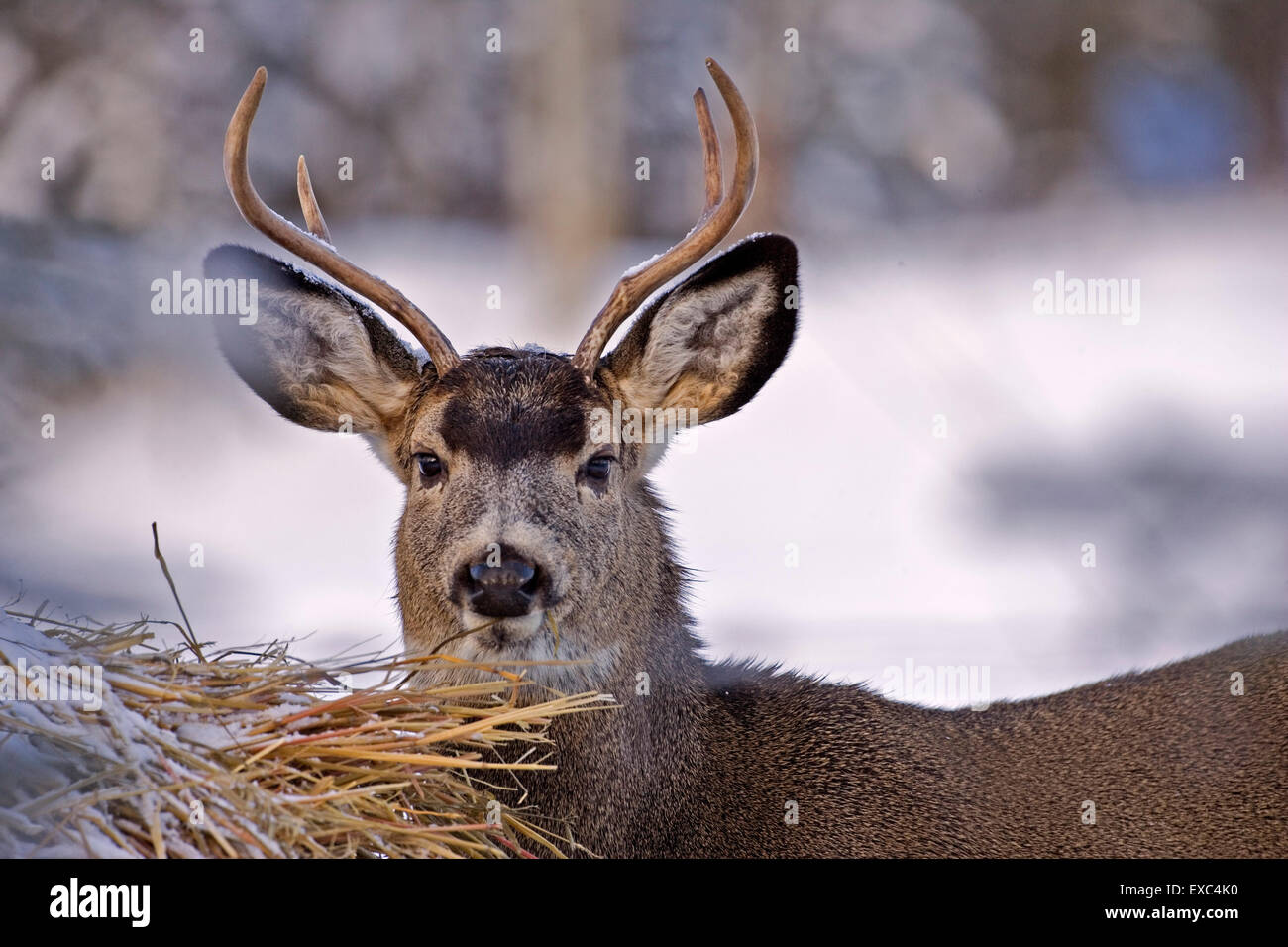 Mule Deer Buck im Winter durch Heuballen stehen. Stockfoto