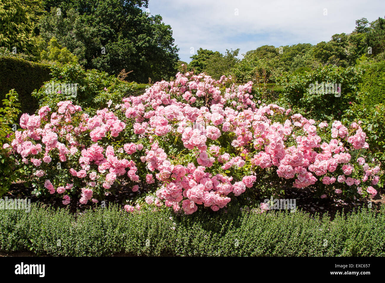Rose, Busch, Mottistone, Isle Of Wight, Großbritannien Stockfoto