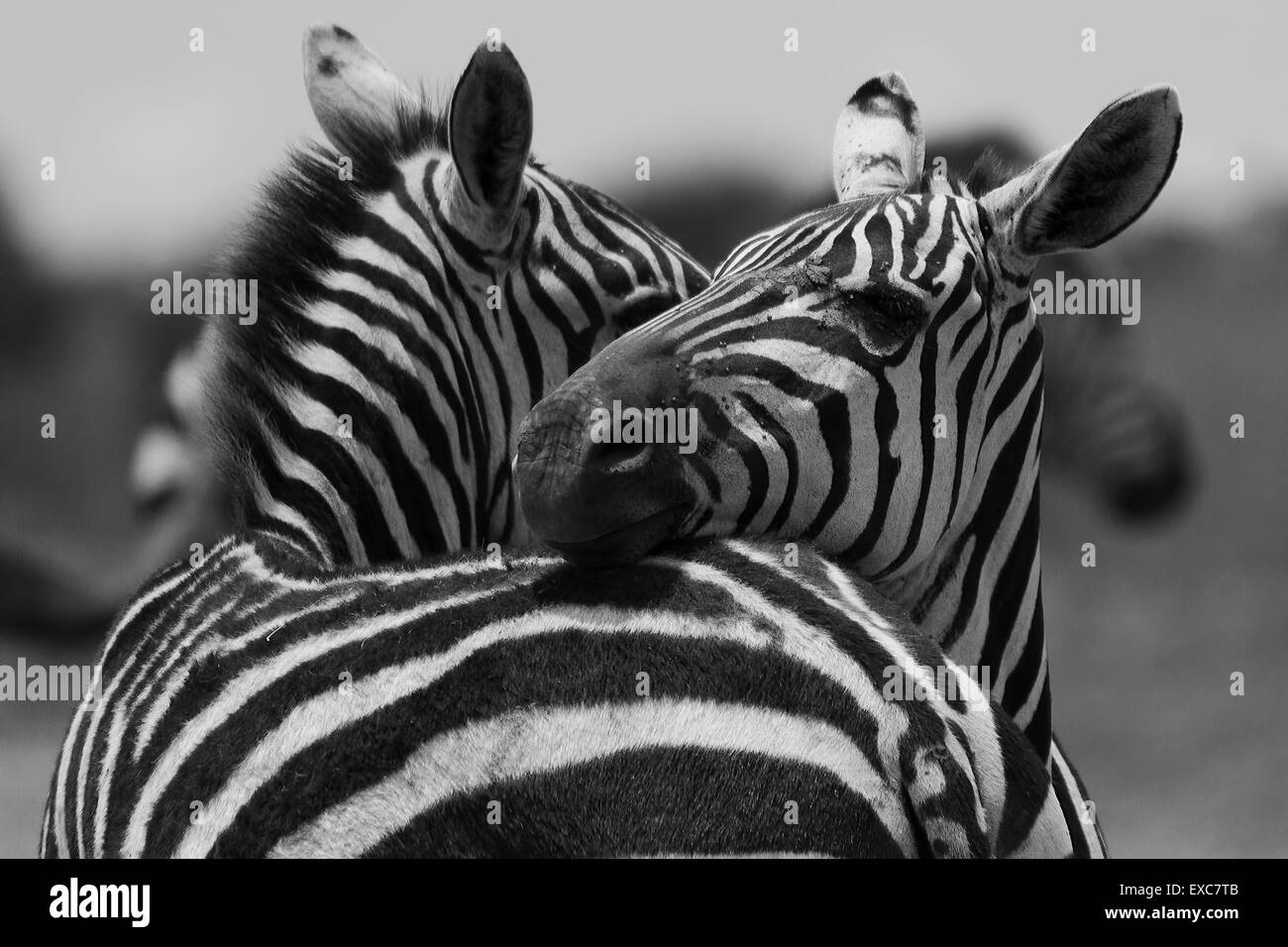 Burchell des gemeinsamen Zebra umarmt, Equus Burchelli - Kenia Stockfoto