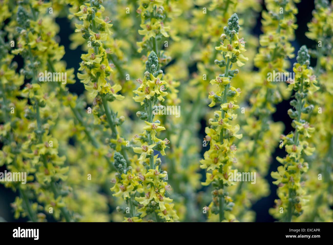 Königskerze samt Pflanze gelbe reiche Blüte Verbascum olympicum Stockfoto