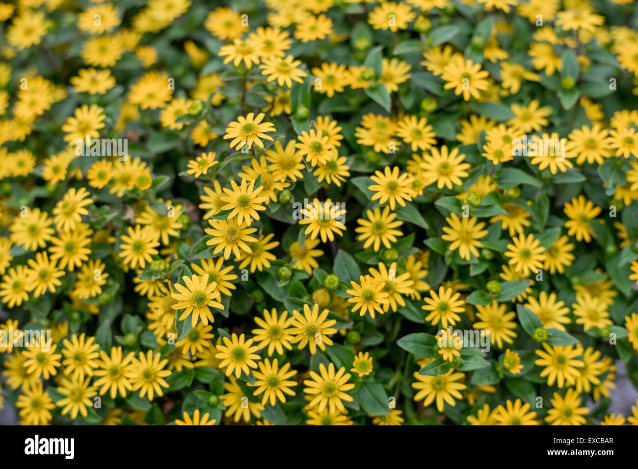 Schleichende Zinnien Zinnia reichen gelben Blüten Nahaufnahme Sanvitalia Speciosa Santiago gelb Stockfoto