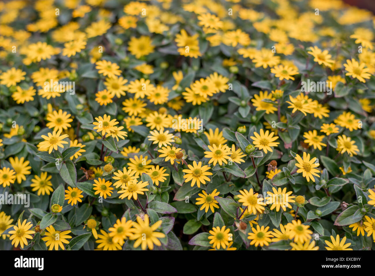Schleichende Zinnien Zinnia reichen gelben Blüten Nahaufnahme Sanvitalia Speciosa Santiago gelb Stockfoto