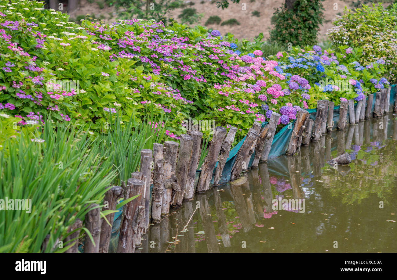 Blühende bunte Hortensien und stilles Wasser Stockfoto