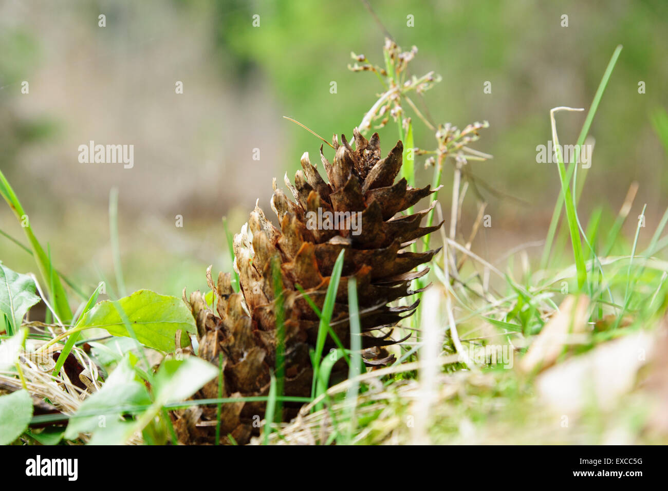 die Reife Tanne Kegel liegt in einer grünen Rasen unter den Strahlen der Herbstsonne Stockfoto