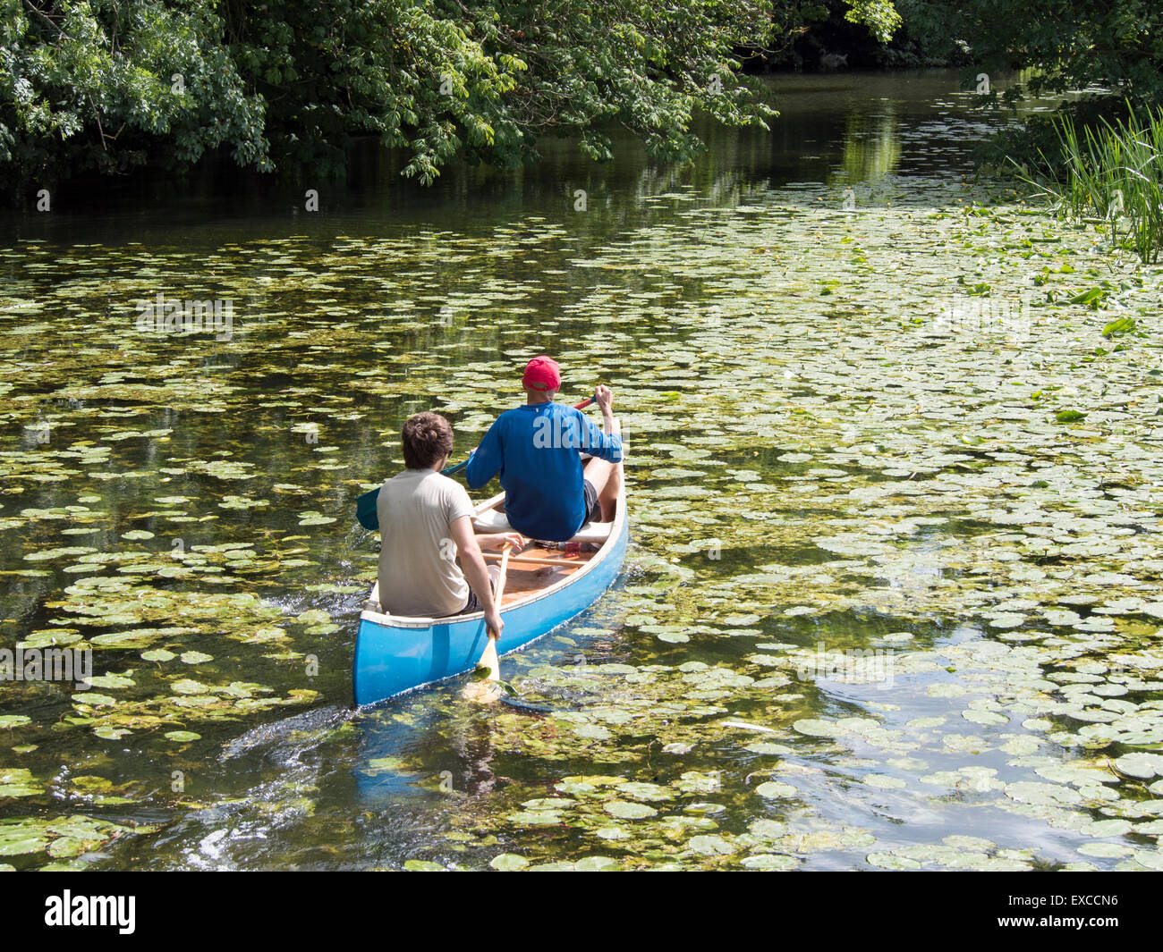 Hart gehen: zwei Kanuten kämpfen durch bewachsene Lilien auf dem Fluss Stour. Stockfoto