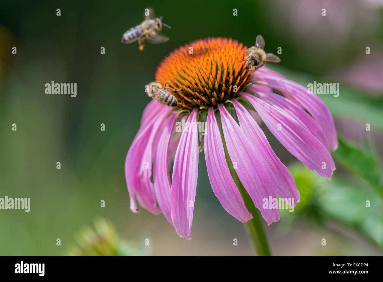 Bienen ernähren sich von den Kegel Blume Echinacea purpurea Stockfoto